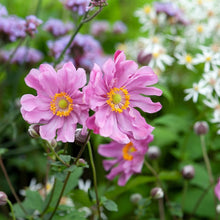 A Garden Studio Creative Combo